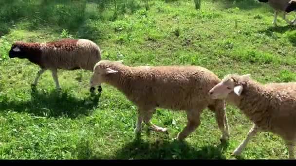 羊吃草 青草吃草 一群羊在草坪上散步 从近处饲养的家畜 — 图库视频影像