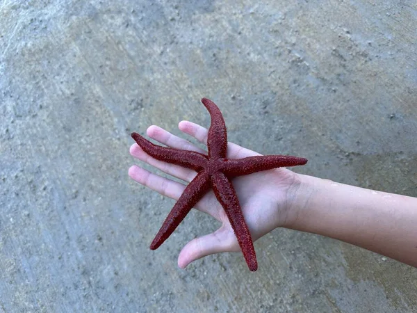 Sea star in the hands of a man. There is a starfish in the palm of your hand. Sea animal, red inhabitant of the sea.