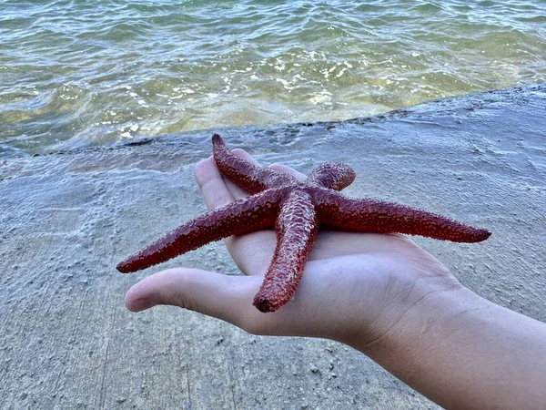 Sea star in the hands of a man. There is a starfish in the palm of your hand. Sea animal, red inhabitant of the sea.