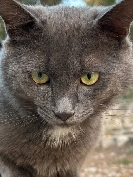 Muzzle Gray Cat Close Cat Looks Straight Lens Purebred Pet — Stock Photo, Image
