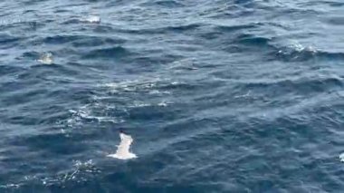 Bir martı mavi deniz dalgalarının üzerinde süzülür. Martılar balık aramak için geminin yakınında uçarlar. Bir deniz kuşu yiyecek aramak için denizin üzerinde uçar..
