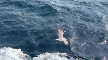 Bir martı mavi deniz dalgalarının üzerinde süzülür. Martılar balık aramak için geminin yakınında uçarlar. Bir deniz kuşu yiyecek aramak için denizin üzerinde uçar..