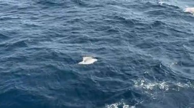 Bir martı mavi deniz dalgalarının üzerinde süzülür. Martılar balık aramak için geminin yakınında uçarlar. Bir deniz kuşu yiyecek aramak için denizin üzerinde uçar..