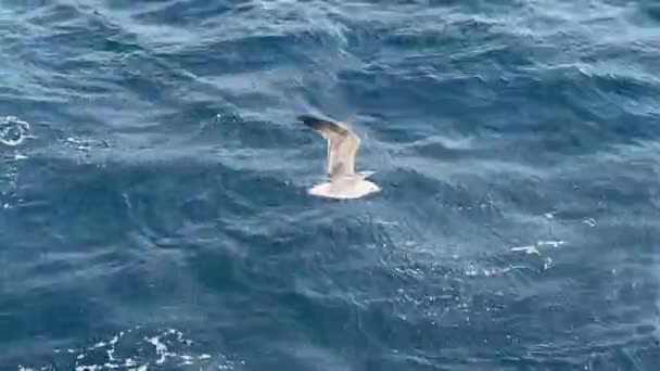 갈매기가 솟아오른다 Seagulls 물고기를 근처에 식량을 날아다니는 — 비디오