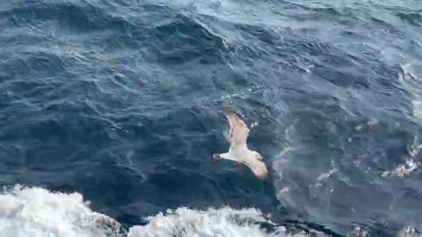 Bir Martı Mavi Deniz Dalgalarının Üzerinde Süzülür Martılar Balık Aramak — Stok video