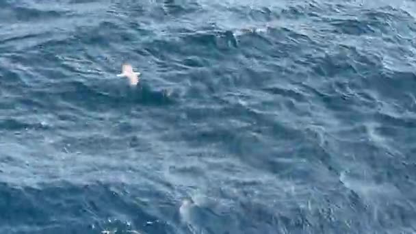 갈매기가 솟아오른다 Seagulls 물고기를 근처에 식량을 날아다니는 — 비디오
