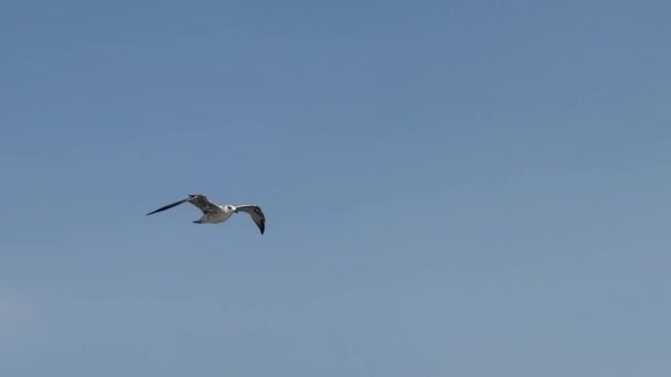 하늘에서 갈매기가 솟아오릅니다 Seagulls 물고기를 식량을 해군이 날아갑니다 — 비디오