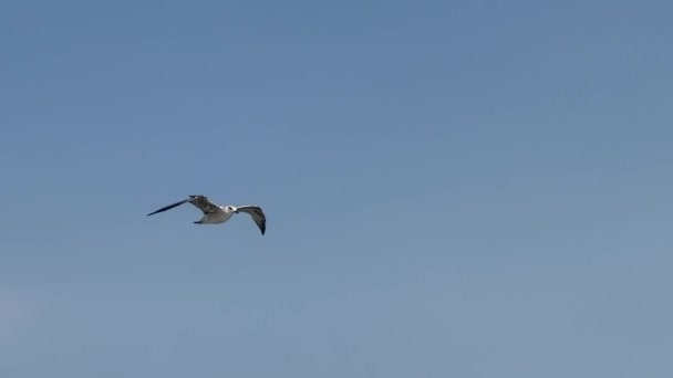 Una Gaviota Eleva Sobre Mar Los Cielos Azules Las Gaviotas — Vídeos de Stock