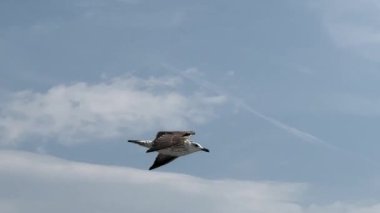 Bir martı mavi gökyüzünde denizin üzerinde süzülür. Martılar balık aramak için geminin üzerinde uçar. Yiyecek aramak için uçan bir deniz kuşu..