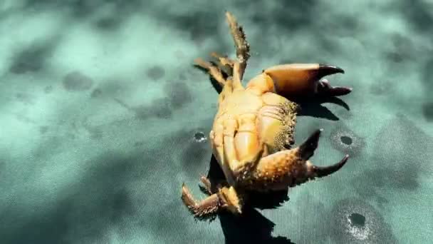在海滨的螃蟹 大虾的爪子在移动 螃蟹仰卧在地上 — 图库视频影像