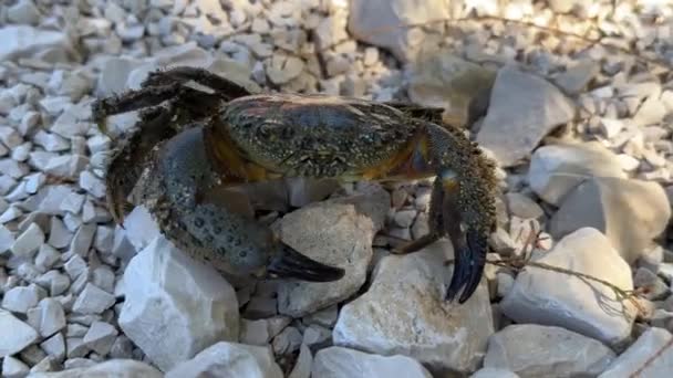 Krab Mořském Kameni Pohybuje Kamenech Plazí Krab Zblízka Velký Rak — Stock video