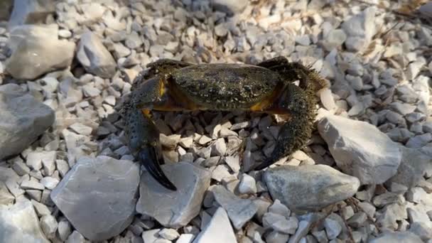 Kepiting Atas Kerikil Laut Bergerak Seekor Kepiting Merangkak Sepanjang Batu — Stok Video
