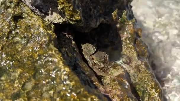 海の小石が動いているカニ 石に沿ったカニがクローズアップ 大きなクレイジーが爪を動かす — ストック動画