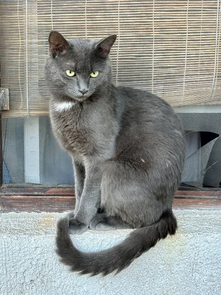Muzzle Gray Purebred Cat Close Home Pet Ears Big Ears — Stock Photo, Image