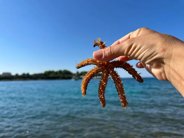 Bir kadının elinde bir denizyıldızı. Kız parmaklarıyla bir denizyıldızı tutuyor. Adriyatik Denizi 'nde yaşayan bir deniz hayvanı..