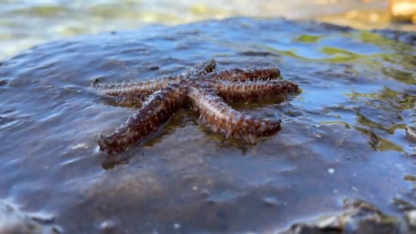 海星沿着水面移动 一只海星躺在石头上 海洋动物 亚得里亚海居民 — 图库视频影像