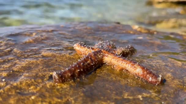 Starfish Moves Surface Starfish Lies Stone Close Marine Animal Inhabitant — Stock Video