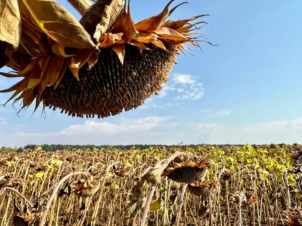 Sonnenblumenfeld Vor Blauem Himmel Stiel Mit Reifen Sonnenblumenkernen Konzept Landwirtschaftliche Stockfoto
