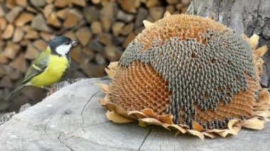 The tit is pecking the seeds. Little blue tits, close-up. A bird sits on a stump and eats food.