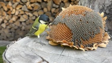 The tit is pecking the seeds. Little blue tits, close-up. A bird sits on a stump and eats food.