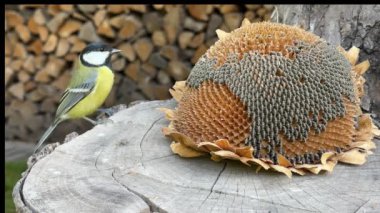 The tit is pecking the seeds. Little blue tits, close-up. A bird sits on a stump and eats food.