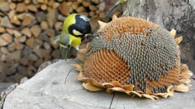 The tit is pecking the seeds. Little blue tits, close-up. A bird sits on a stump and eats food.