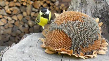 The tit is pecking the seeds. Little blue tits, close-up. A bird sits on a stump and eats food.