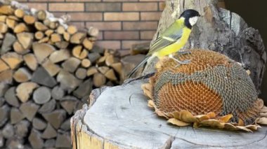 The tit is pecking the seeds. Little blue tits, close-up. A bird sits on a stump and eats food.