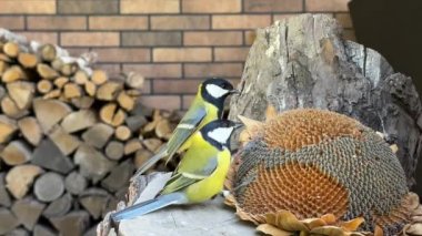 The tit is pecking the seeds. Little blue tits, close-up. A bird sits on a stump and eats food.