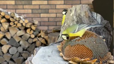 The tit is pecking the seeds. Little blue tits, close-up. A bird sits on a stump and eats food.