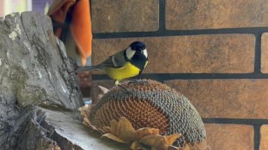 The tit is pecking the seeds. Little blue tits, close-up. A bird sits on a stump and eats food.