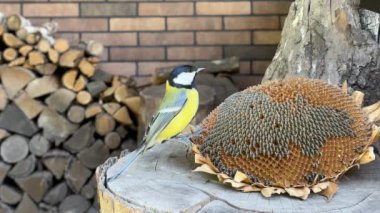 The tit is pecking the seeds. Little blue tits, close-up. A bird sits on a stump and eats food.