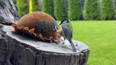 A tit pecking seeds from a sunflower flower. A bird in the garden sits on a stump and eats food. Little yellow tits, close-up.