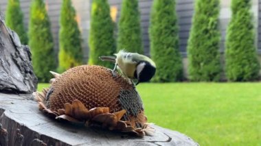 A tit pecking seeds from a sunflower flower. A bird in the garden sits on a stump and eats food. Little yellow tits, close-up.
