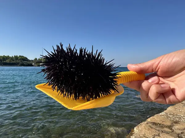 stock image Sea urchin against the backdrop of the Adriatic Sea. Underwater hedgehog with sharp spines. Sea creature on the sea coast.