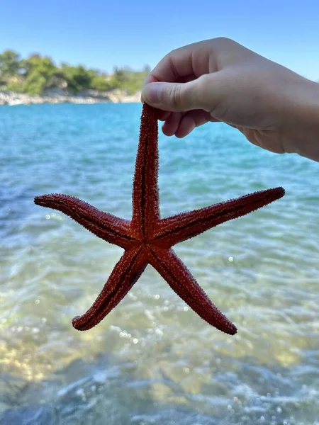 Starfish in the hands of a girl. There is a red starfish on the palm. Marine animal, red inhabitant of the Adriatic Sea.