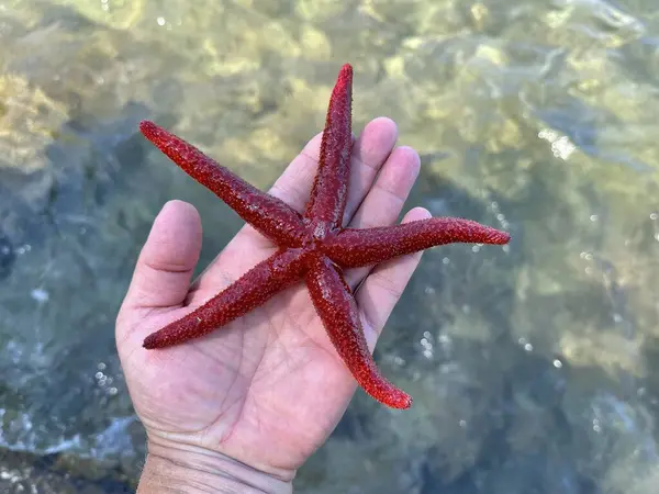 Starfish in the hands of a girl. There is a red starfish on the palm. Marine animal, red inhabitant of the Adriatic Sea.