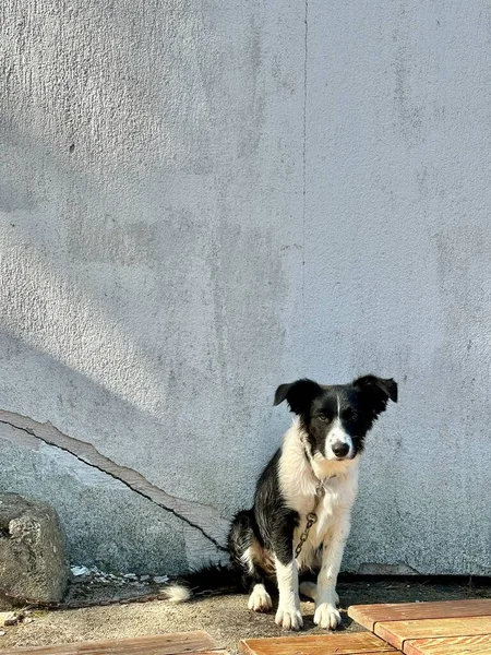 The dog sits against the background of a white wall. Black and white dog on a gray background. Street mongrel tied on a leash.
