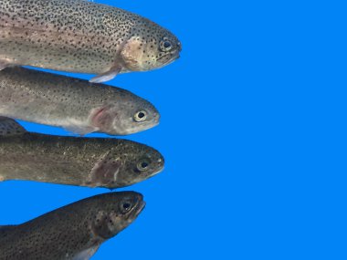 Bir sırada balıklar, mavi arka planda. Arkaplan dokusu: akvaryumda alabalık. Somonlar yakın, izole edilmiş.