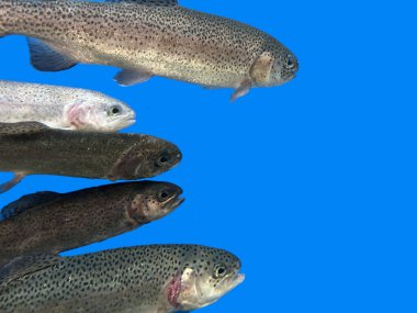 Bir sırada balıklar, mavi arka planda. Arkaplan dokusu: akvaryumda alabalık. Somonlar yakın, izole edilmiş.