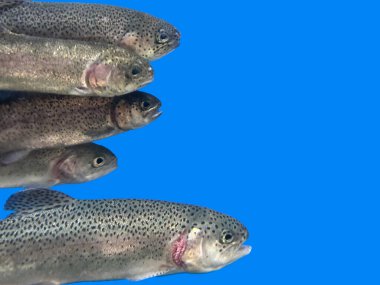 Bir sırada balıklar, mavi arka planda. Arkaplan dokusu: akvaryumda alabalık. Somonlar yakın, izole edilmiş.