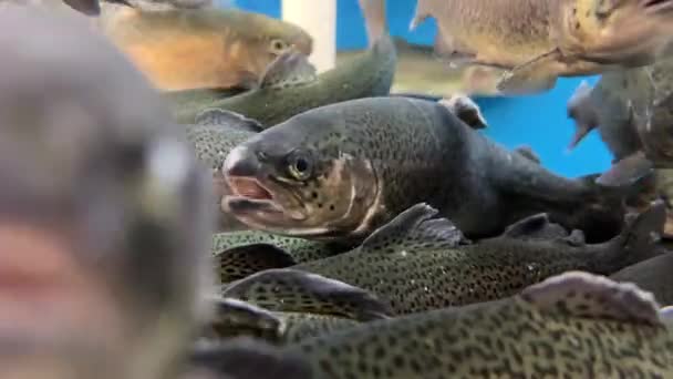 大型水族馆 鲑鱼特写 一条大鱼在水里游泳 鲑鱼在杂货店蓝水里 鱼店里的活鳟鱼 — 图库视频影像
