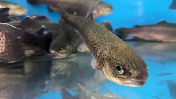 Großes Aquarium Lachse Großaufnahme Ein Großer Fisch Schwimmt Wasser Lachse — Stockvideo