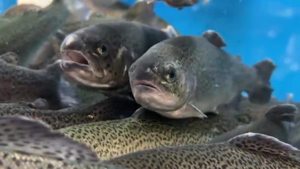 Stor Akvarium Lax Närbild Stor Fisk Simmar Vattnet Lax Mataffären — Stockvideo