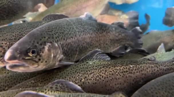 수족관 클로즈업 물고기가 속에서 헤엄칩니다 식료품점 물고기 가게에서 트로트 라이브 — 비디오