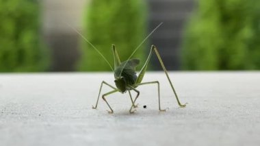 Büyük bıyıklı ve gözlü bir böcek. Büyük pençeli yeşil çekirge, yakın plan. Bahçedeki terasta cırcır böceği.