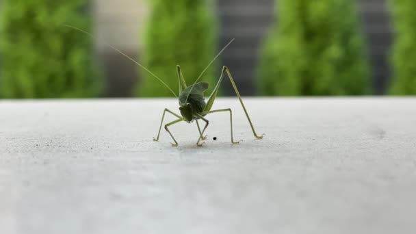 一种长着大胡子和大眼睛的昆虫 有大爪子的绿色蚱蜢 阳台上花园里的蟋蟀 — 图库视频影像