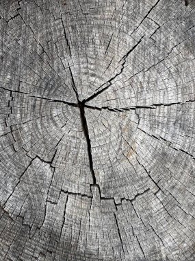 Arkaplan dokusu: Kesik ahşap yapısı, yakın plan. Kenarlı kütüklerin kısmi yapısı. Çatallı meşe kütüğü ve yıllık halkaları.