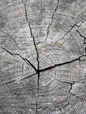 Arkaplan dokusu: Kesik ahşap yapısı, yakın plan. Kenarlı kütüklerin kısmi yapısı. Çatallı meşe kütüğü ve yıllık halkaları.