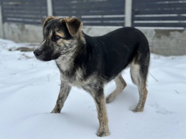 Kışın sokaklarda dolaşan bir melez. Nazik bir köpek acınası gözlerle bakar. Bir sokak köpeği karda duruyor..